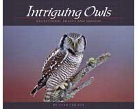 Intriguing Owls-AP30624