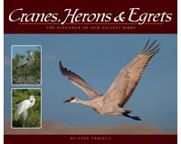Cranes, Herons & Egrets-AP35841