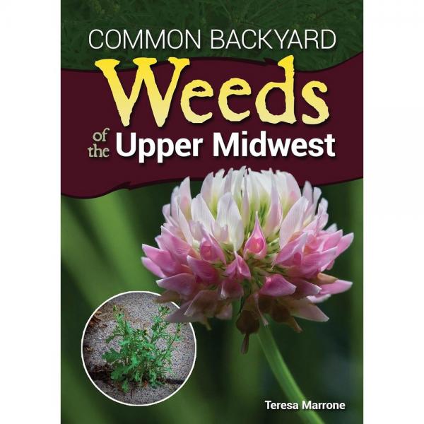 Common Backyard Weeds Midwest