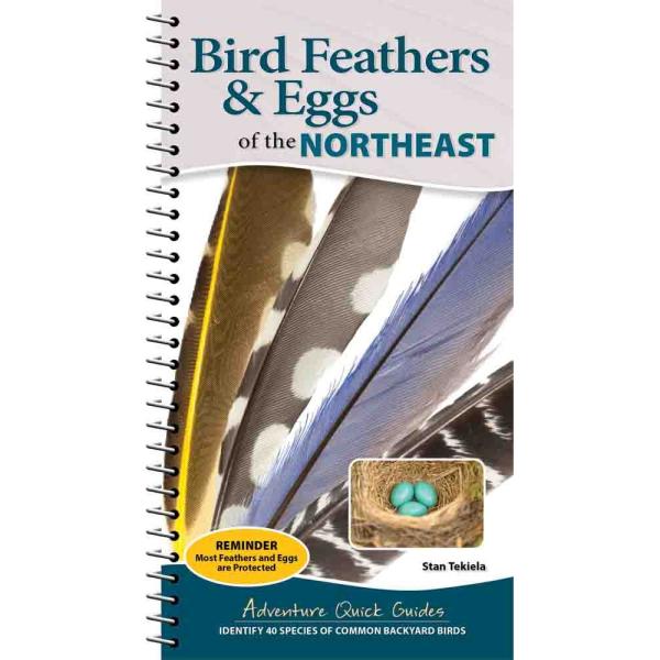 Bird Feathers & Eggs of the Northeast