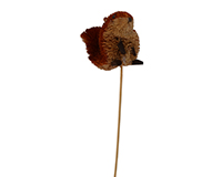 Squirrel Brush Art Plant Pal-BRUSHSK23