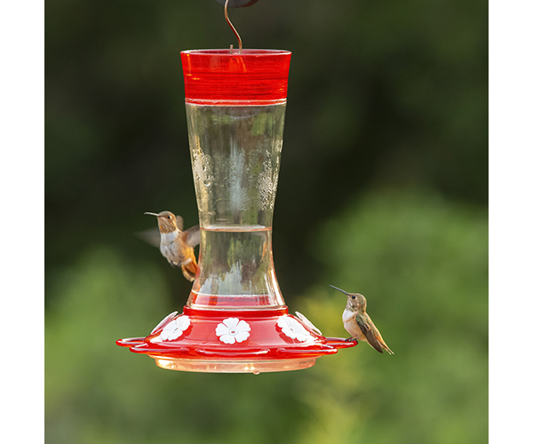 Garnet hummingbird Feeder 20 oz