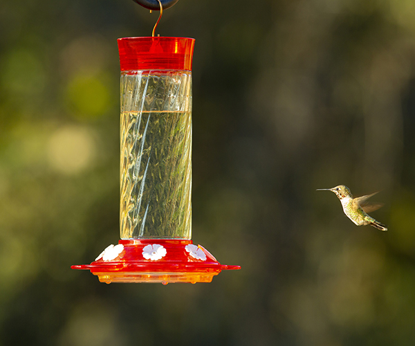 Diamond hummingbird Feeder 30 oz
