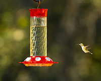Diamond hummingbird Feeder 30 oz-CLASSIC37