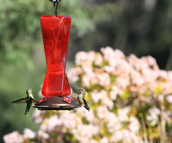 Mirage Hummingbird Feeder