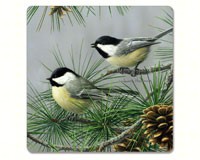 Beautiful Songbirds Hardboard Coaster-CART11280