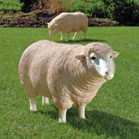 Merino Ewe Head Up plus freight-DTNE867047