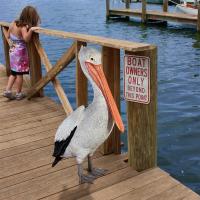 Giant White Pelican Statue plus freight-DTNE90073