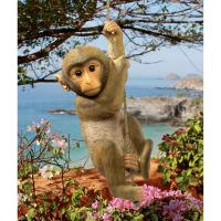 Chico The Chimpanzee Hanging Monkey plus freight-DTQM2673300