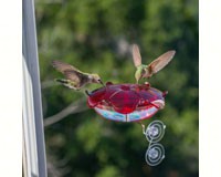 Ruby Sipper Window Hummingbird Feeder Clear-DYRS3WC