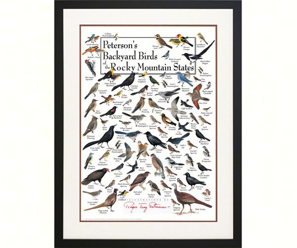 Peterson's Backyard Birds of the Rocky Mountains Poster