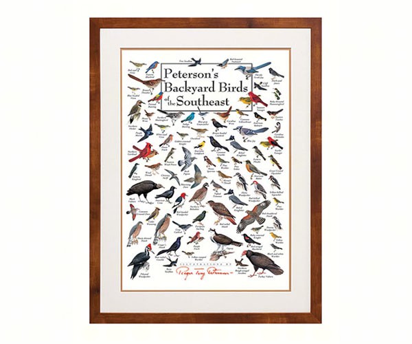 Petersons Backyard Birds of Southeast Poster