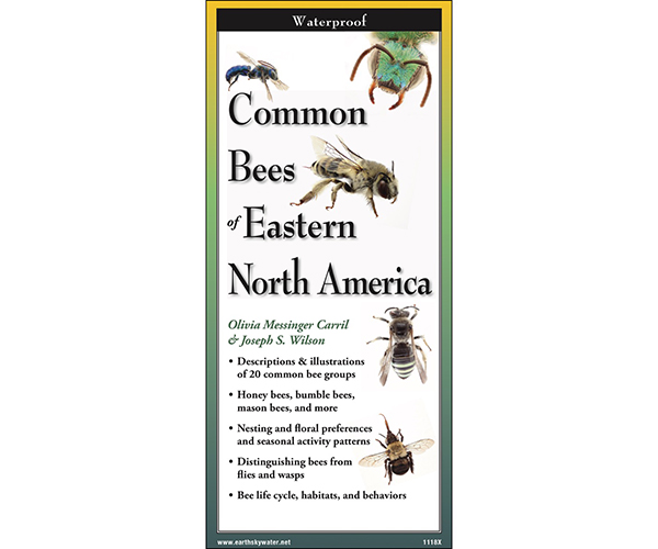 Common Bees of Eastern North America Folding Guide by Joseph S Wilson and Olivia Messinger Carril
