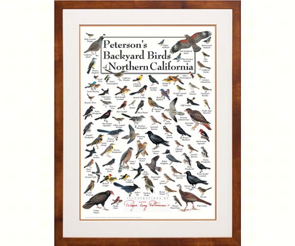 Petersons Backyard Birds of Northern California Poster