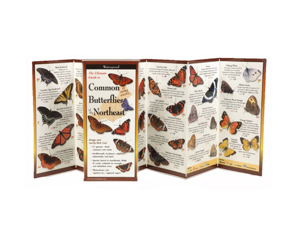 Common Butterflies of the Northeast