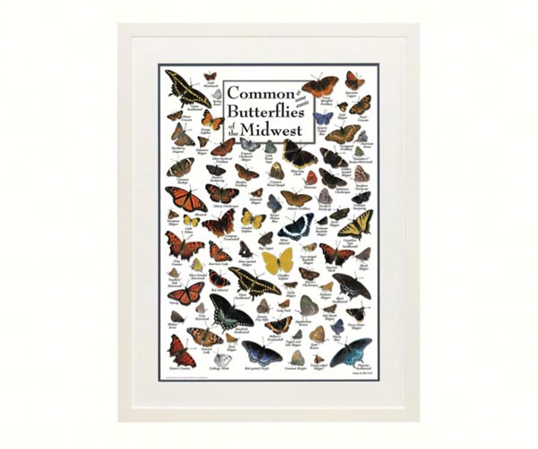 Common Butterflies of Midwest Poster