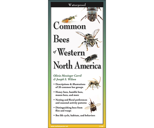 Common Bees of Western North America Folding Guide