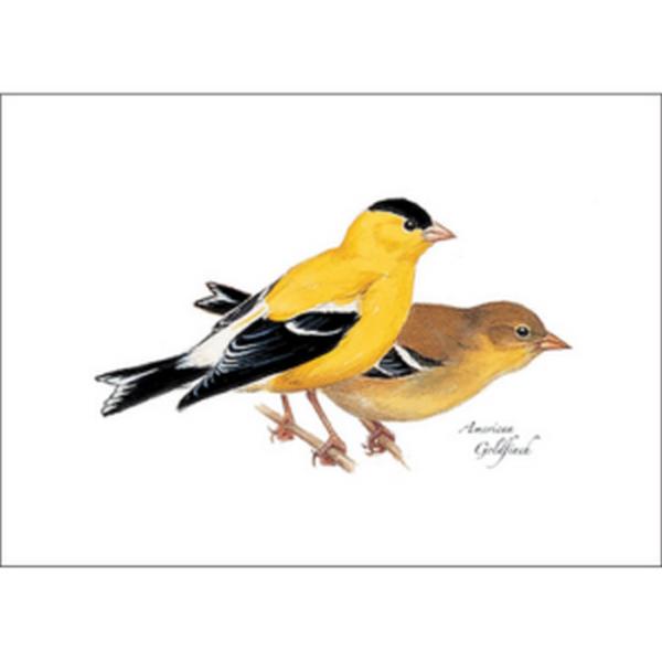 American Goldfinch Greeting Cards American Goldfinch Greeting Cards