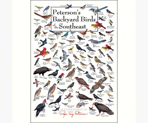 Backyard Birds of Southeast Greeting Card