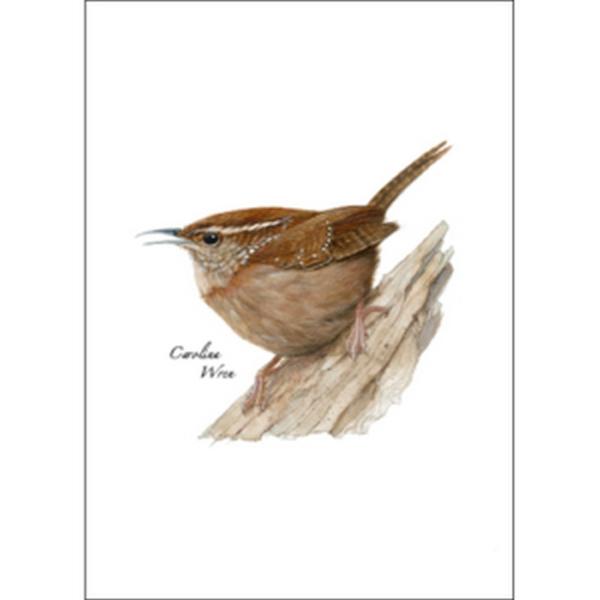 Carolina Wren Greeting Cards Carolina Wren Greeting Cards