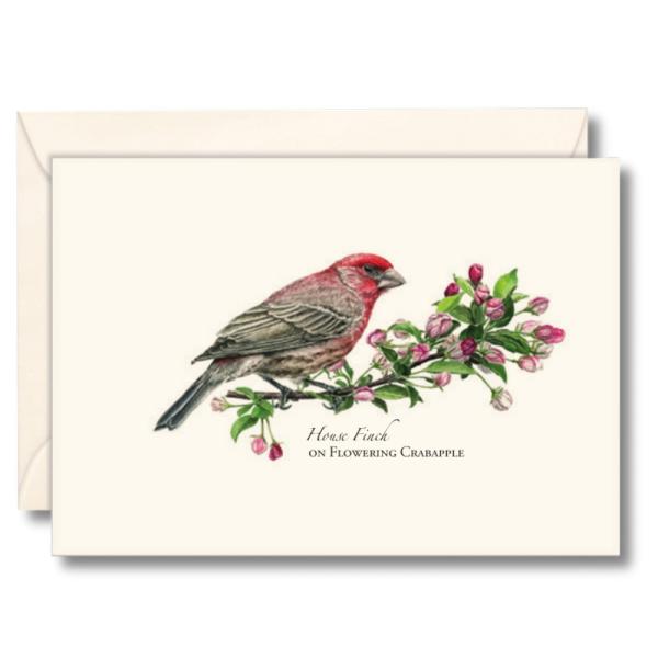 House Finch on Flowering Crabapple Notecards