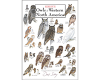 Owls of Western North America Poster-LEWERSOWPT118