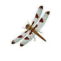Dragonfly II Stickers 10/pk-LEWERSSK1027