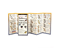 Sibleys Warblers of Eastern North America-LEWERSWE155