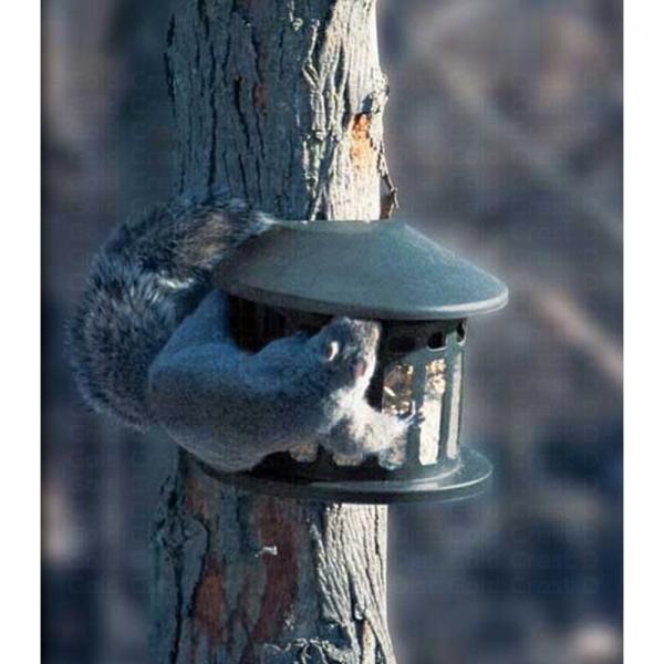 Squirrel Diner 2
