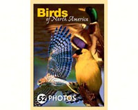 Birds of North America Mini Playing Cards-IMP163PLS