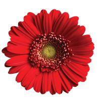 Red Gerder Daisy Wall Art-NI101410066RED