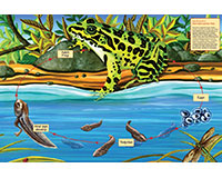 Cobble Hill Life Cycle of a Northern Leopard Frog 48 Piece Puzzle-OM55103
