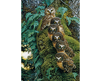 Cobble Hill Family Tree 1000 Piece Puzzle-OM80018