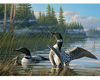 Common Loons 1000 pieces-OM80107