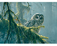 Cobble Hill Spotted Owl Mossy Branches 500 Piece Puzzle-OM85002