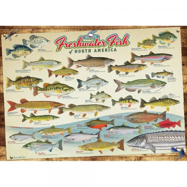 Cobble Hill Freshwater Fish of North America 1000 Piece Puzzle