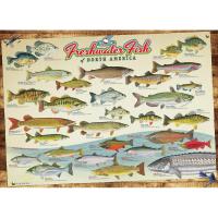 Cobble Hill Freshwater Fish of North America 1000 Piece Puzzle-OMP40181