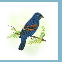 Blue Grosbeak Quilled Card-PCQC12149