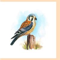 American Kestrel Quilled Card-PCQC12152