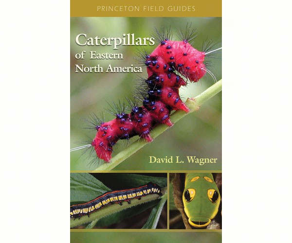 Caterpillars of Eastern North America by David L Wagner