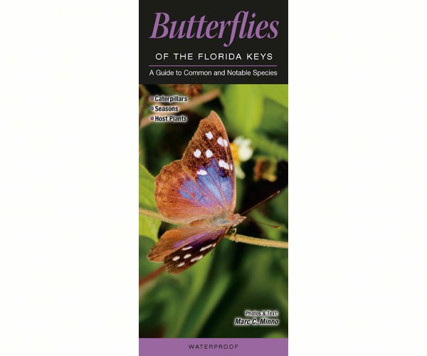 Butterflies of Florida Key by Marc C Minno