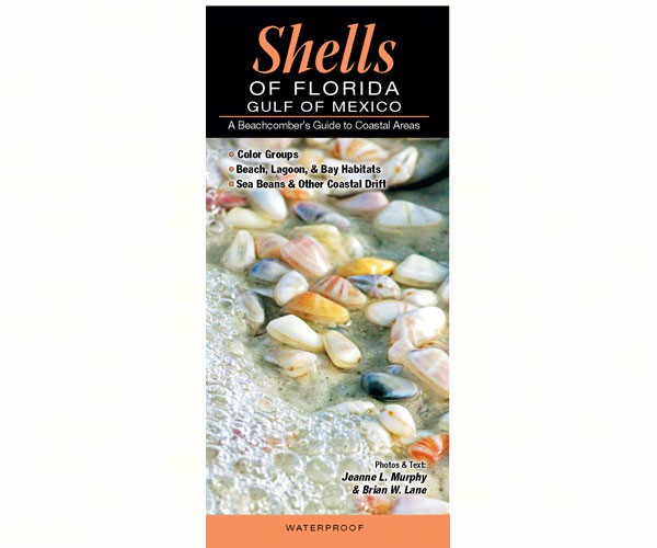 Shells of Florida Gulf of Mexico by Jeanne L Murphy and Brian W Lane