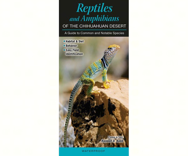 Reptiles and Amphibians of the Chihuahuan Desert by Randall D Babb