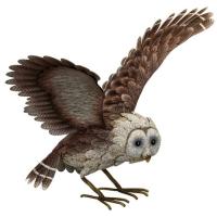 Barn Owl Wings Up-REGAL12446