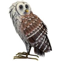 Barn Owl Standing-REGAL12447