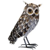 Grey Horned Owl Standing-REGAL12449