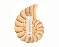 Brown Nautilus Shell Small Window Thermometer-SE2170408