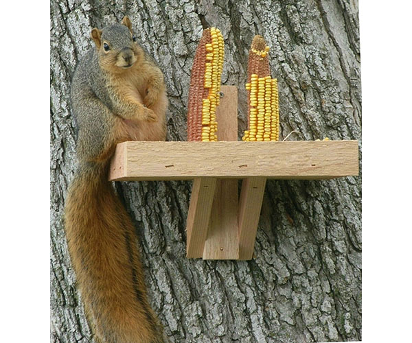Squirrel Feeder