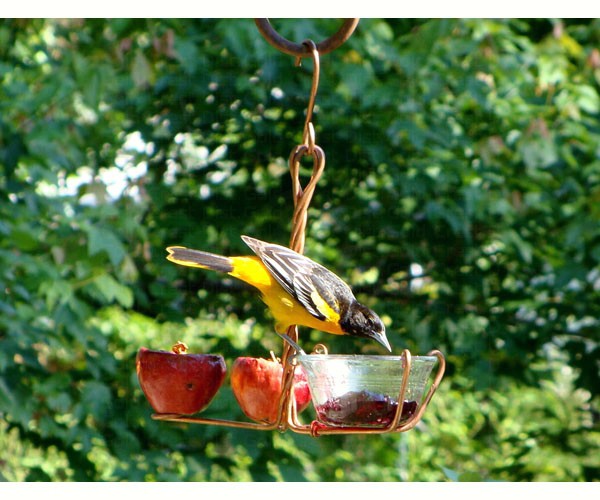 MADE IN USA  dm Songbird Essentials FRUIT and JELLY ORIOLE FEEDER Lg Capacity 