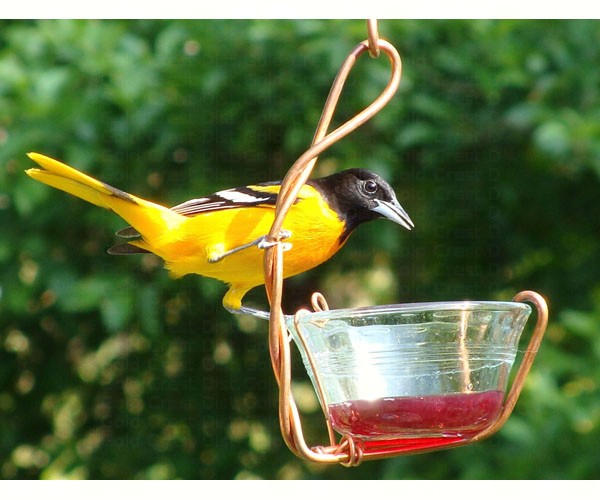 Single Jelly Cup Feeder